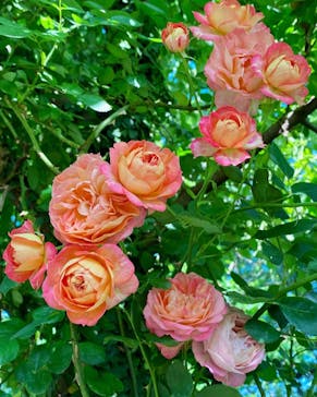 横浜イングリッシュガーデンに投稿された画像（2023/5/17）