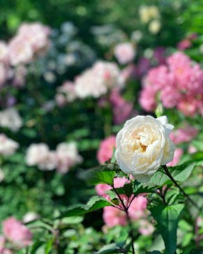 横浜イングリッシュガーデンに投稿された画像（2023/5/17）