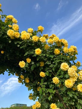 京成バラ園に投稿された画像（2023/5/17）