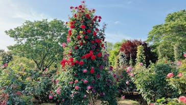 京成バラ園に投稿された画像（2023/5/17）