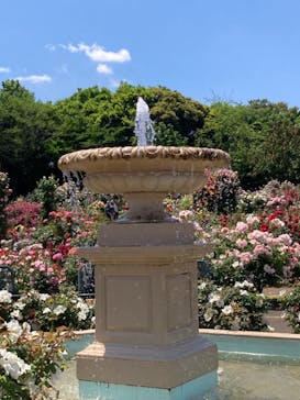 京成バラ園に投稿された画像（2023/5/17）