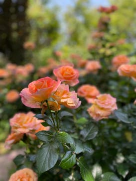 横浜イングリッシュガーデンに投稿された画像（2023/5/17）