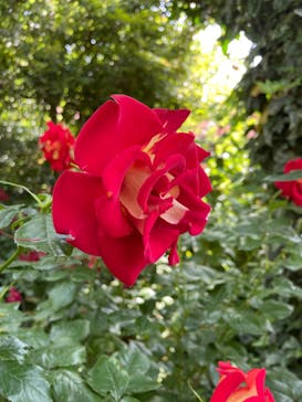 横浜イングリッシュガーデンに投稿された画像（2023/5/17）