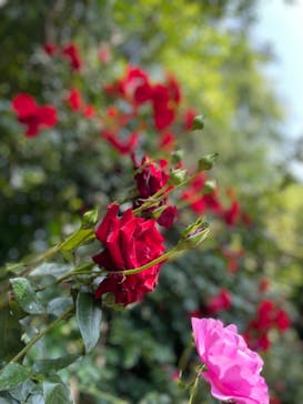 横浜イングリッシュガーデンに投稿された画像（2023/5/17）