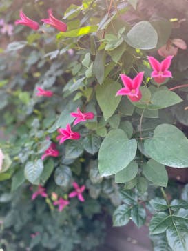 横浜イングリッシュガーデンに投稿された画像（2023/5/17）