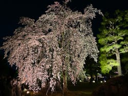 『NAKED FLOWERS 2023 桜 世界遺産・二条城』に投稿された画像（2023/5/17）