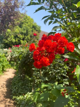 横浜イングリッシュガーデンに投稿された画像（2023/5/17）