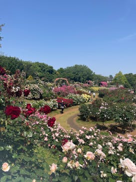 京成バラ園に投稿された画像（2023/5/17）