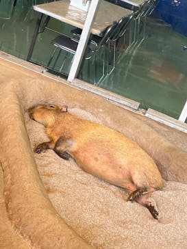 新江ノ島水族館に投稿された画像（2023/5/17）