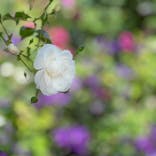 横浜イングリッシュガーデンに投稿された画像（2023/5/17）