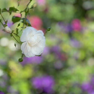 横浜イングリッシュガーデンに投稿された画像（2023/5/17）