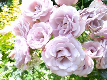 横浜イングリッシュガーデンに投稿された画像（2023/5/17）