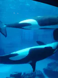 名古屋港水族館に投稿された画像（2023/5/17）