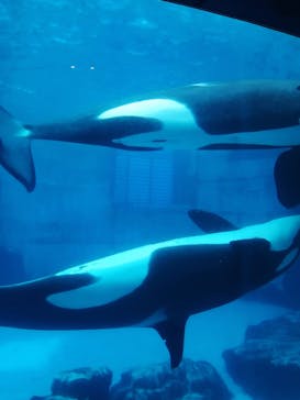 名古屋港水族館に投稿された画像（2023/5/17）