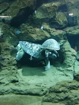 名古屋港水族館に投稿された画像（2023/5/17）