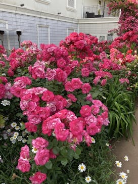 横浜イングリッシュガーデンに投稿された画像（2023/5/17）