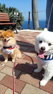 ニューヨークランプミュージアム＆フラワーガーデンに投稿された画像（2023/5/17）