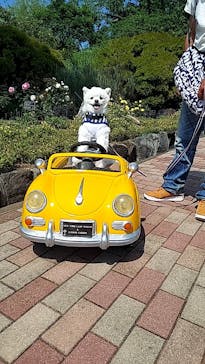 ニューヨークランプミュージアム＆フラワーガーデンに投稿された画像（2023/5/17）