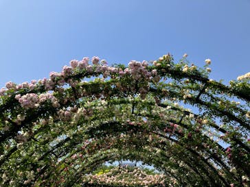 横浜イングリッシュガーデンに投稿された画像（2023/5/17）