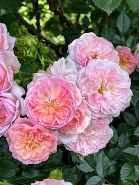 横浜イングリッシュガーデンに投稿された画像（2023/5/17）