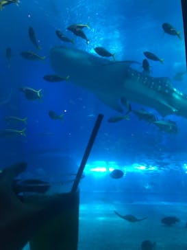 沖縄美ら海水族館に投稿された画像（2023/5/17）