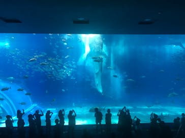 沖縄美ら海水族館に投稿された画像（2023/5/17）