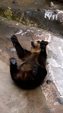 のぼりべつクマ牧場に投稿された画像（2023/5/17）