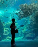 新江ノ島水族館に投稿された画像（2023/5/17）