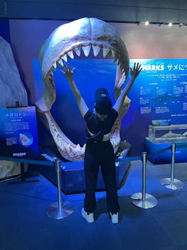 新江ノ島水族館に投稿された画像（2023/5/17）
