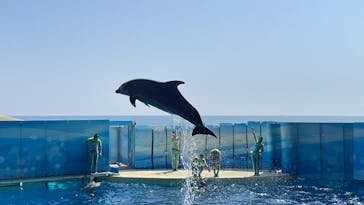 新江ノ島水族館に投稿された画像（2023/5/17）