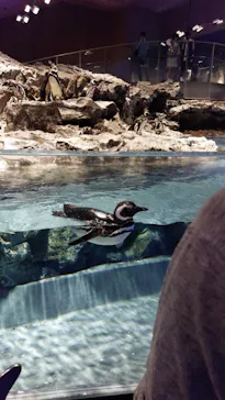 すみだ水族館に投稿された画像（2023/5/17）