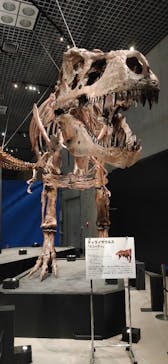特別展「恐竜博2023」に投稿された画像（2023/5/17）