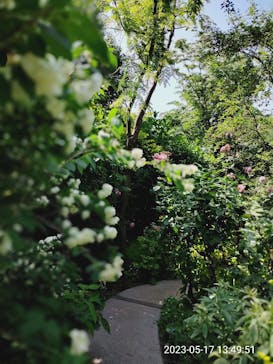 横浜イングリッシュガーデンに投稿された画像（2023/5/17）