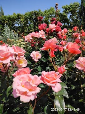 横浜イングリッシュガーデンに投稿された画像（2023/5/17）