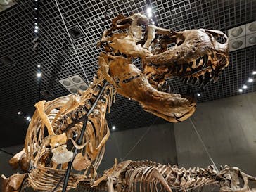 特別展「恐竜博2023」に投稿された画像（2023/5/18）