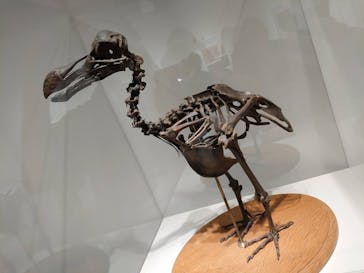 特別展「恐竜博2023」に投稿された画像（2023/5/18）