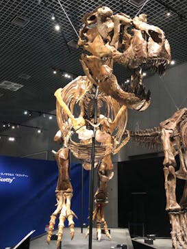 特別展「恐竜博2023」に投稿された画像（2023/5/18）