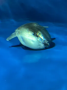 仙台うみの杜水族館に投稿された画像（2023/5/18）
