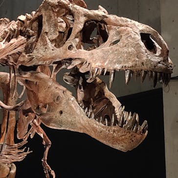 特別展「恐竜博2023」に投稿された画像（2023/5/18）