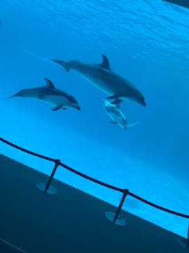 名古屋港水族館に投稿された画像（2023/5/18）