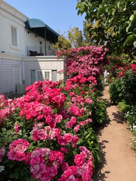 横浜イングリッシュガーデンに投稿された画像（2023/5/18）