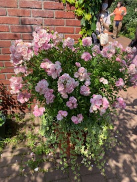 横浜イングリッシュガーデンに投稿された画像（2023/5/18）