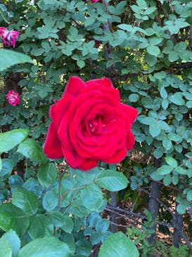 横浜イングリッシュガーデンに投稿された画像（2023/5/18）