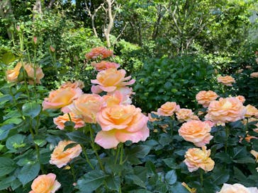 横浜イングリッシュガーデンに投稿された画像（2023/5/18）