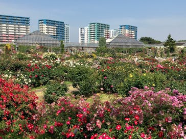 京成バラ園に投稿された画像（2023/5/18）