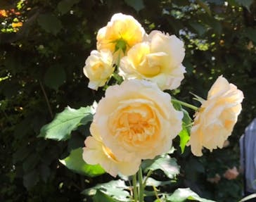 横浜イングリッシュガーデンに投稿された画像（2023/5/18）