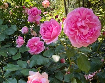 横浜イングリッシュガーデンに投稿された画像（2023/5/18）