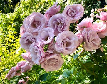 横浜イングリッシュガーデンに投稿された画像（2023/5/18）