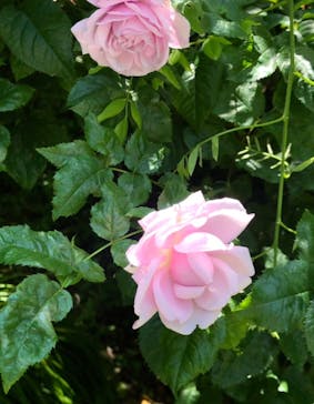 横浜イングリッシュガーデンに投稿された画像（2023/5/18）