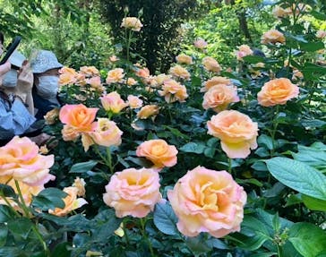 横浜イングリッシュガーデンに投稿された画像（2023/5/18）